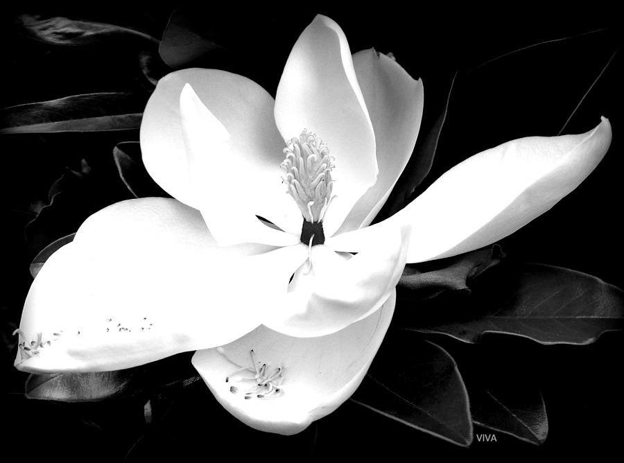 Magnificent Magnolia BLACK-WHITE Photograph by VIVA Anderson