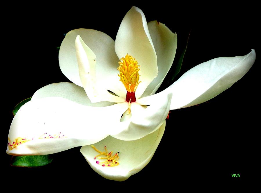 Magnificent Magnolia on Black Photograph by VIVA Anderson
