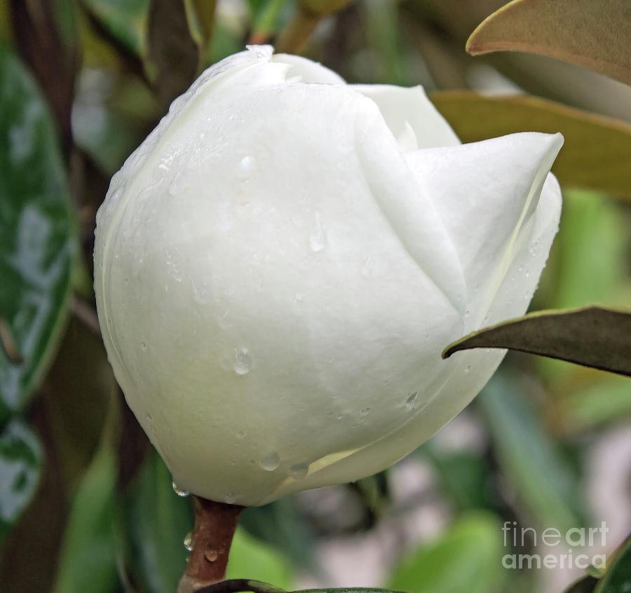 Magnificent Magnolia  Photograph by Roberta Byram