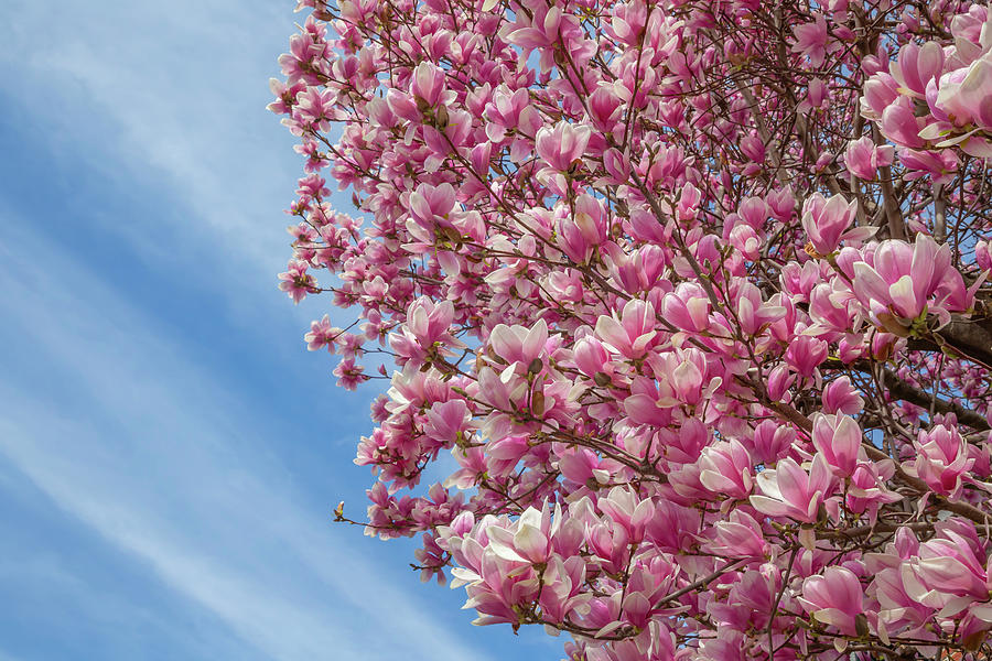 Magnificent Magnolias Photograph by Cate Franklyn Magnificent Magnolias Photograph by Cate Franklyn
