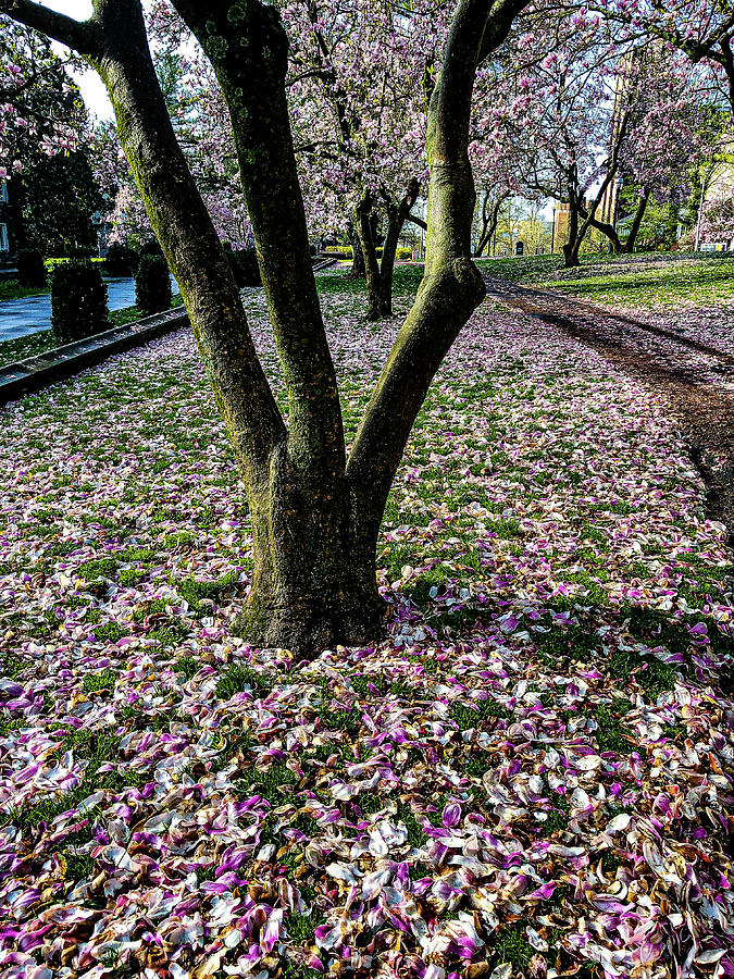 Flower Digital Art - Magnificent Magnolias  by Hope VanCleaf