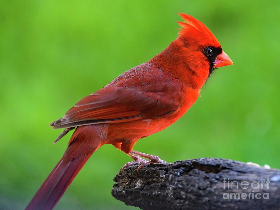 Magnificent Male Northern Cardinal Photograph by Cindy Treger - Fine ...