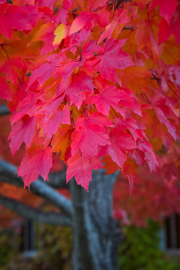 Magnificent Maple Photograph by Steph Gabler