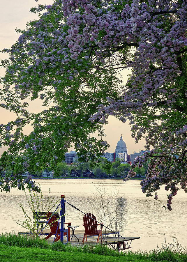 Magnificent Monona Bay Morning - Wisconsin capitol with flowering cherry at Lake Monona Photograph by Peter Herman