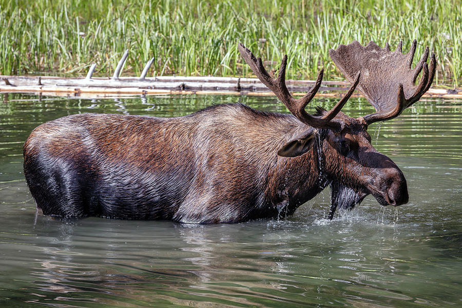 Magnificent Moose Photograph by Pierre Leclerc Photography