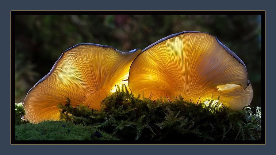 Magnificent Mushrooms Photograph by Nancy Ayanna Wyatt