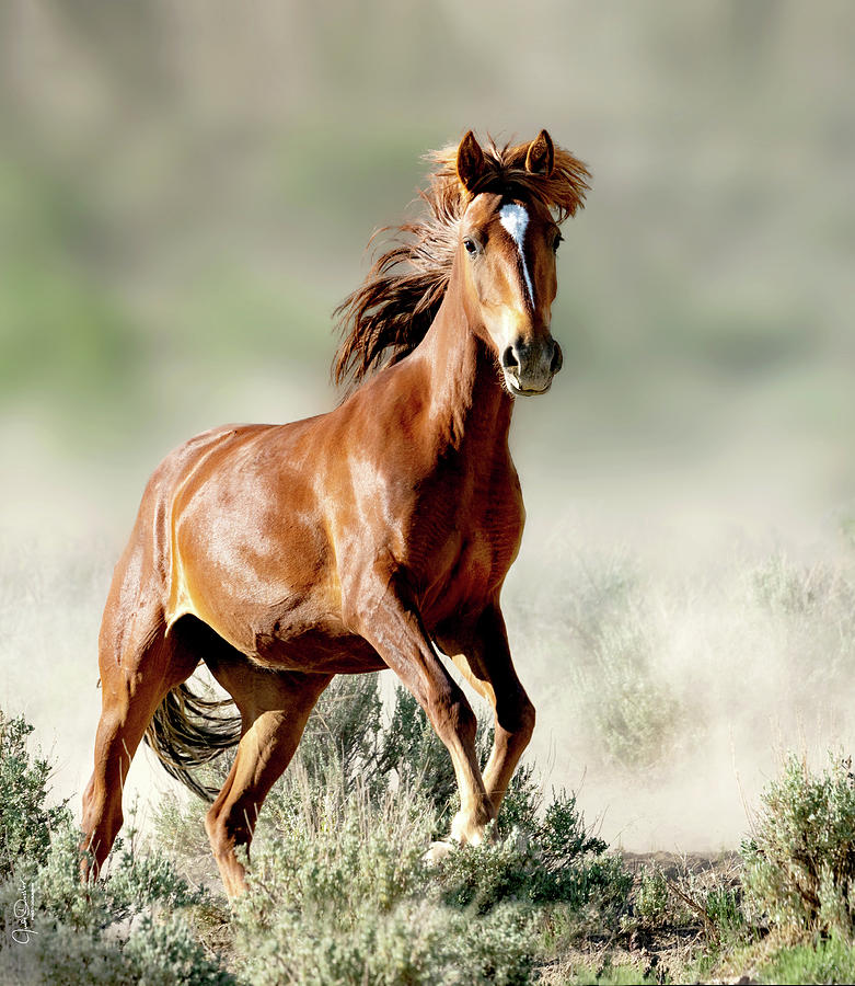Magnificent Mustang Wildness Photograph by Judi Dressler