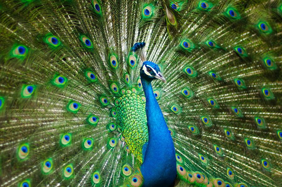 Magnificent Peacock Photograph by World Art Collective