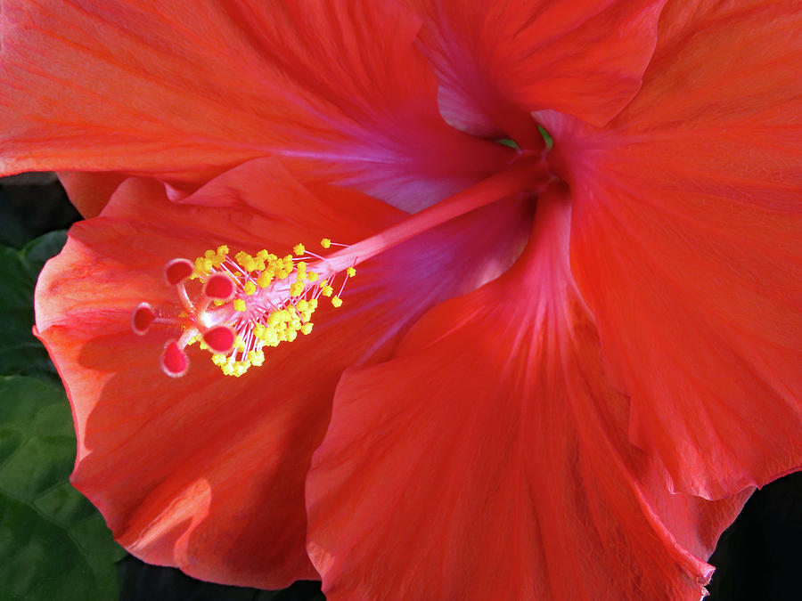 Magnificent  Red Hibiscus. Rosa-Sinensis President Photograph by Connie Fox