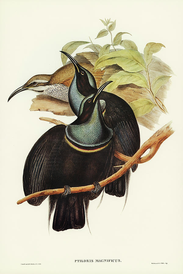 John Gould Drawing - Magnificent Rifle-bird, Ptiloris magnifica by John Gould
