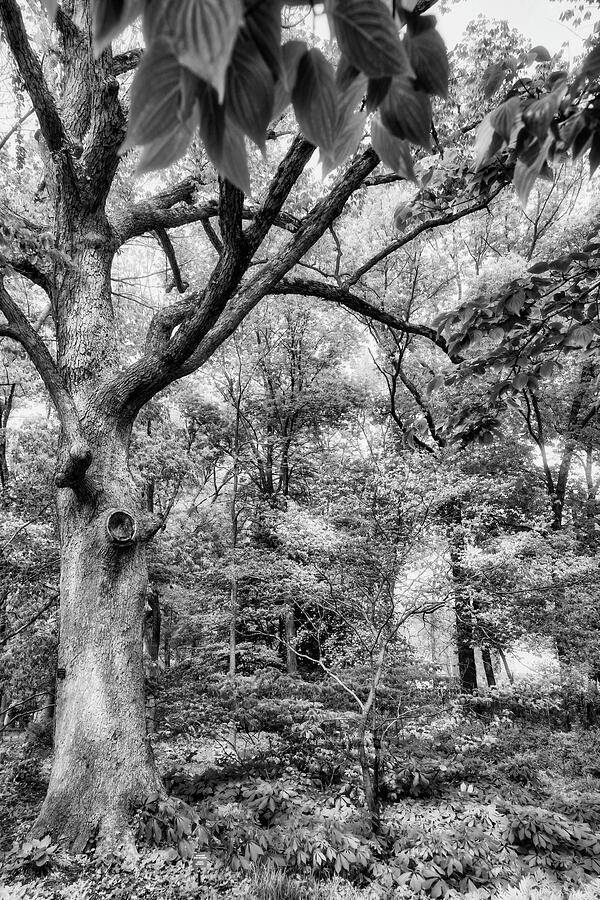 Magnificent Tree Black And White Photograph By Lorraine Baum - Fine Art ...