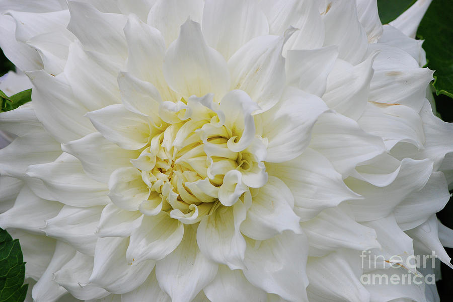 Magnificent White Dahlia Photograph by Nancy Gleason