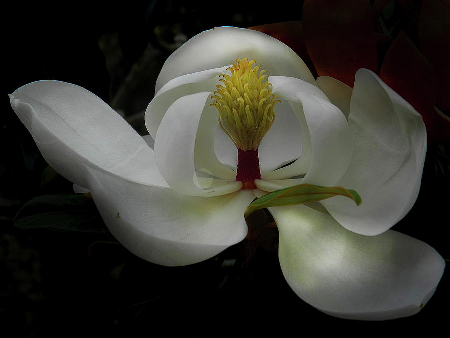 Magnificient Magnolia Photograph by Laura Putman