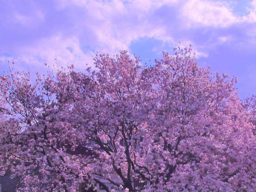 Magnificient Magnolia Tree Photograph by Sharon Ackley