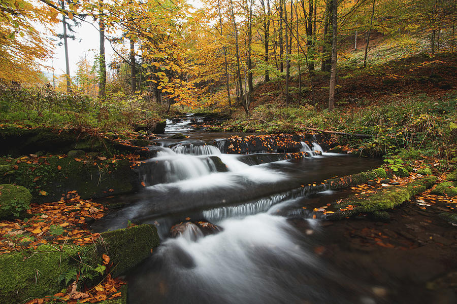 Magnificient stream flowing in the middle of a leafy colourful forest Photograph by Vaclav Sonnek