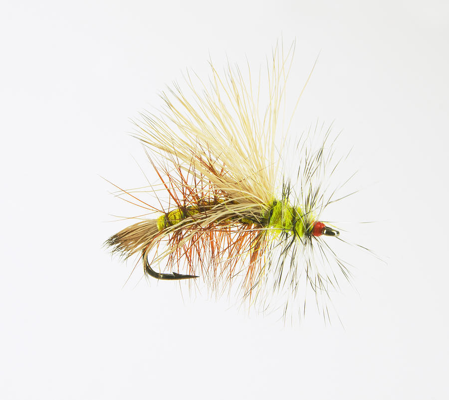 Magnified Dry Fly Photograph by Wwing