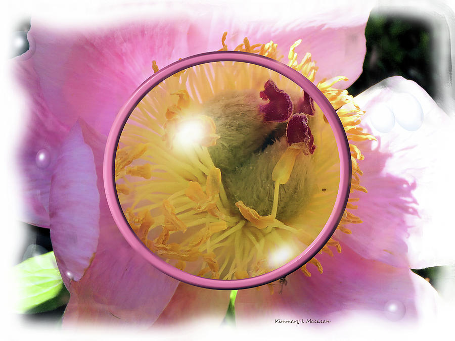 Magnified Flower Digital Art by Kimmary I MacLean