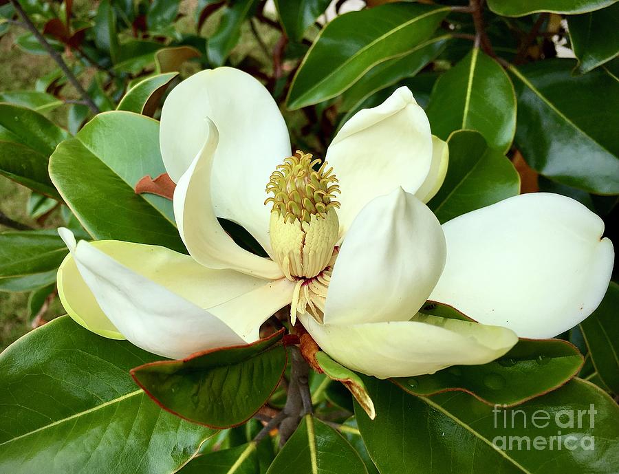 Magnolia 2021 Photograph by Eunice Warfel