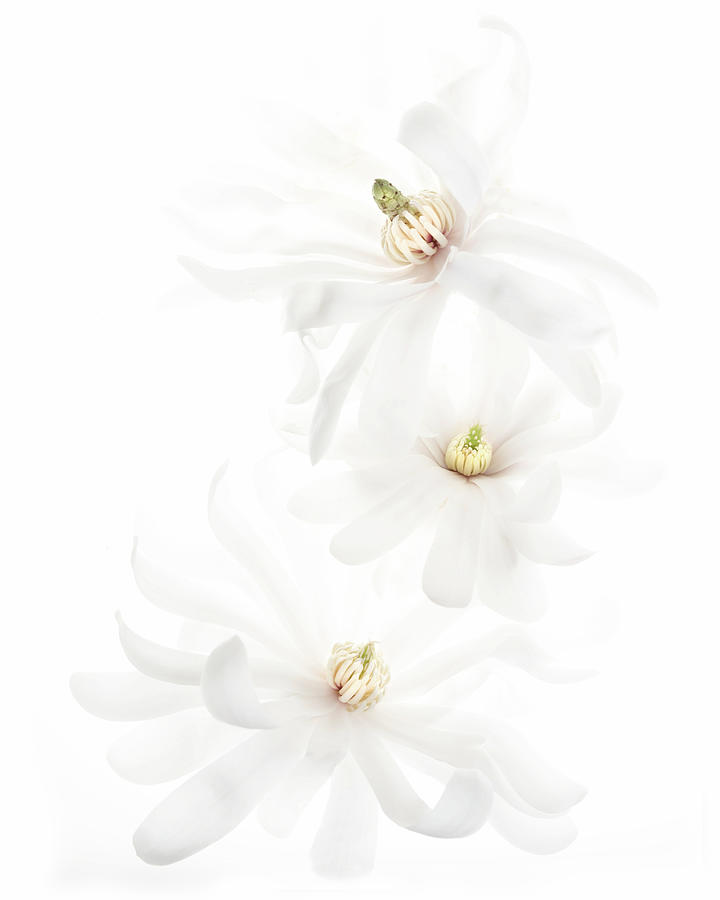 Magnolia 6 Photograph by Rebecca Cozart