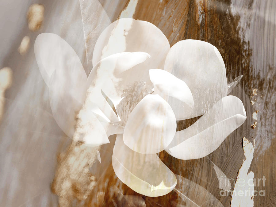 Magnolia Abstract in White and Gold Photograph by Carol Groenen