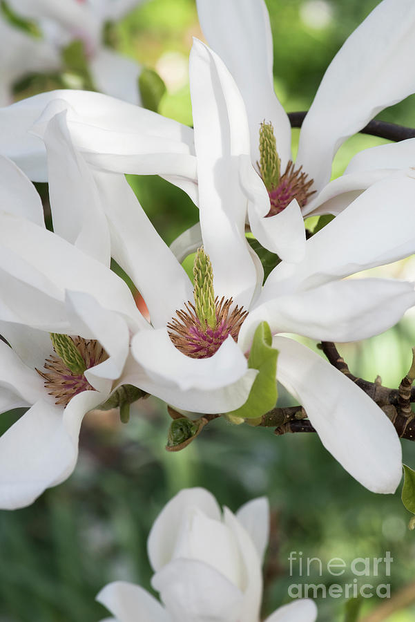 Magnolia Alba Superba Flowers in Spring Photograph by Tim Gainey