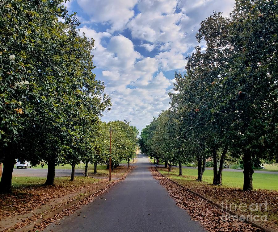 Magnolia Alley Photograph by Dave Hall - Fine Art America