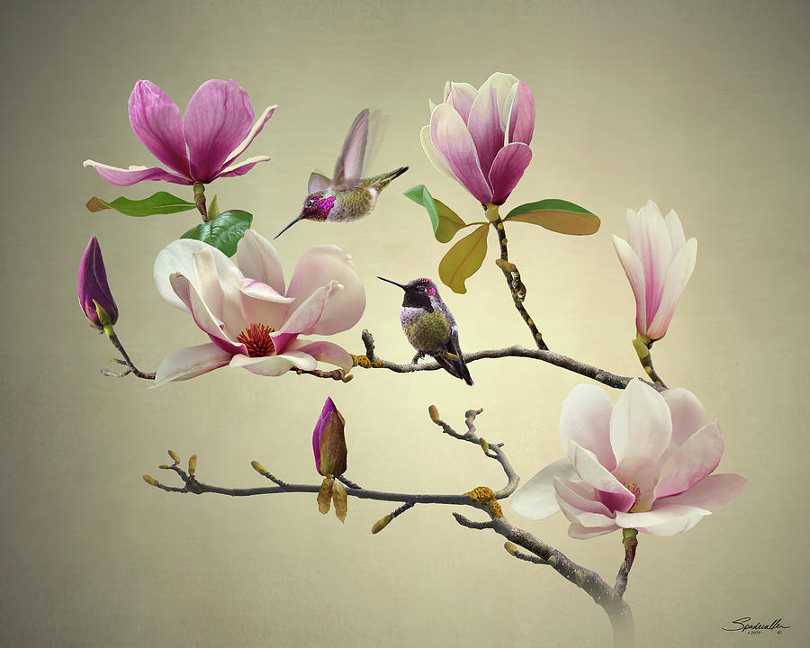Magnolia and Hummingbirds Digital Art by M Spadecaller