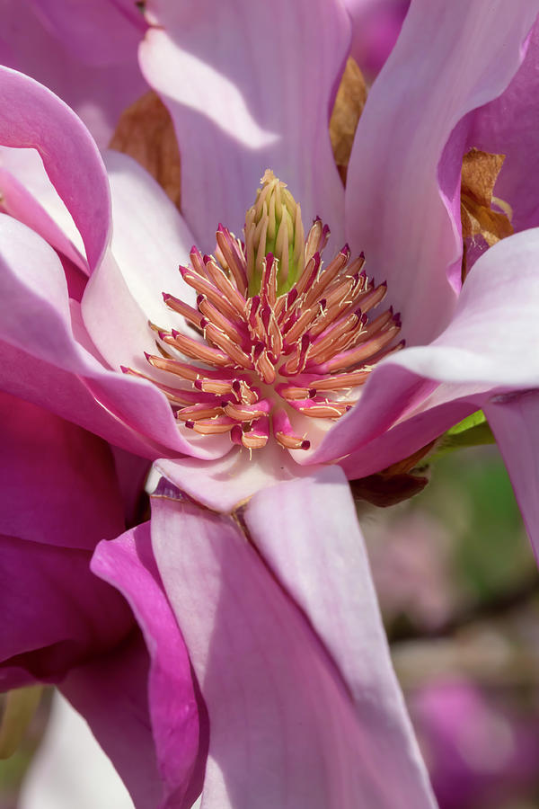 Magnolia Ann Photograph by Dawn Cavalieri