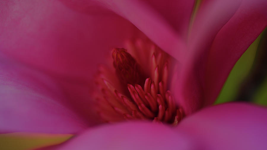 Magnolia Arabian Nights Photograph by Janice Ward - Fine Art America