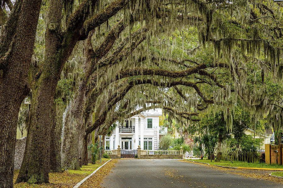 Magnolia Avenue Photograph by Steven Bateson - Fine Art America