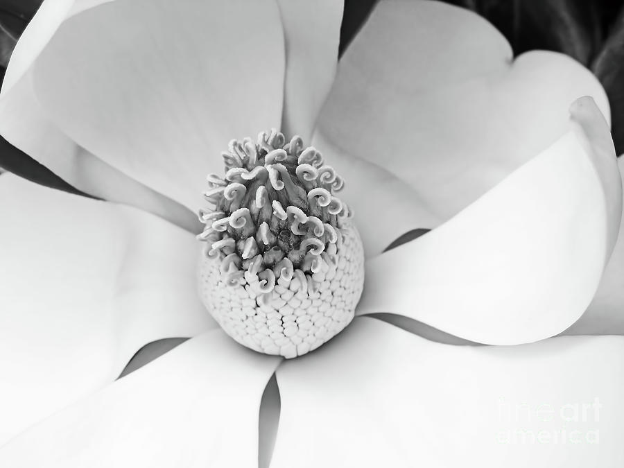 Magnolia Beauty Photograph by D Hackett