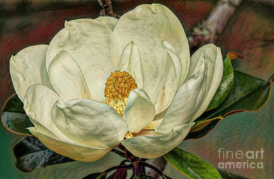 Magnolia Beauty Photograph by Deborah Benoit