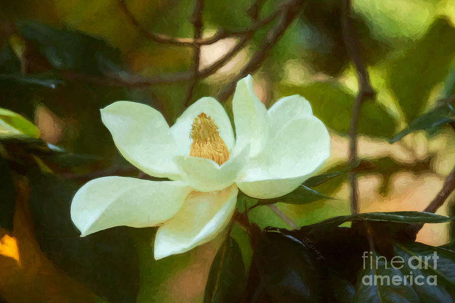 Magnolia Art Digital Art by Jayne Carney