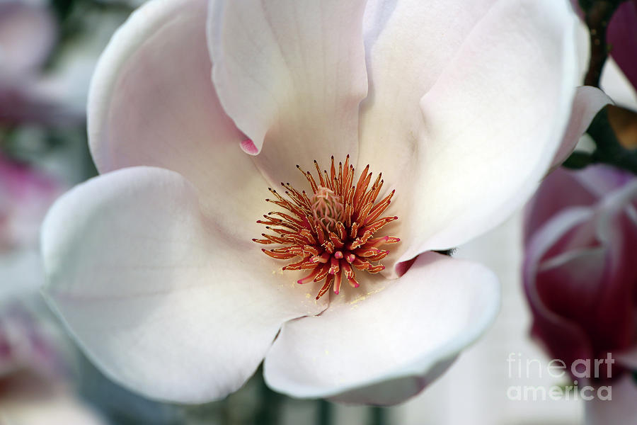Magnolia Bloom 2740 Photograph by Jack Schultz