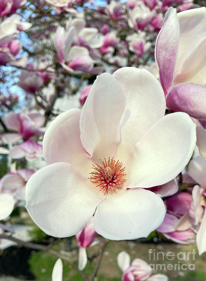 Magnolia Bloom 7551 Photograph by Jack Schultz