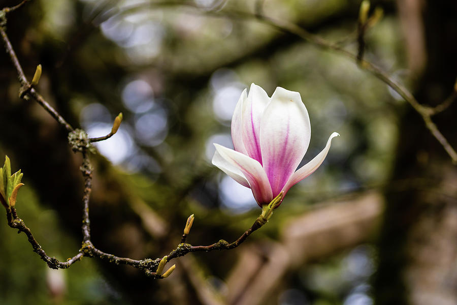 Magnolia Bloom Photograph by Aashish Vaidya