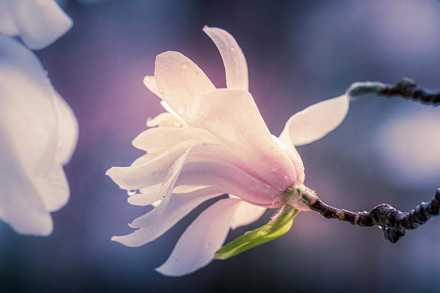 Magnolia Bloom Photograph by Allin Sorenson