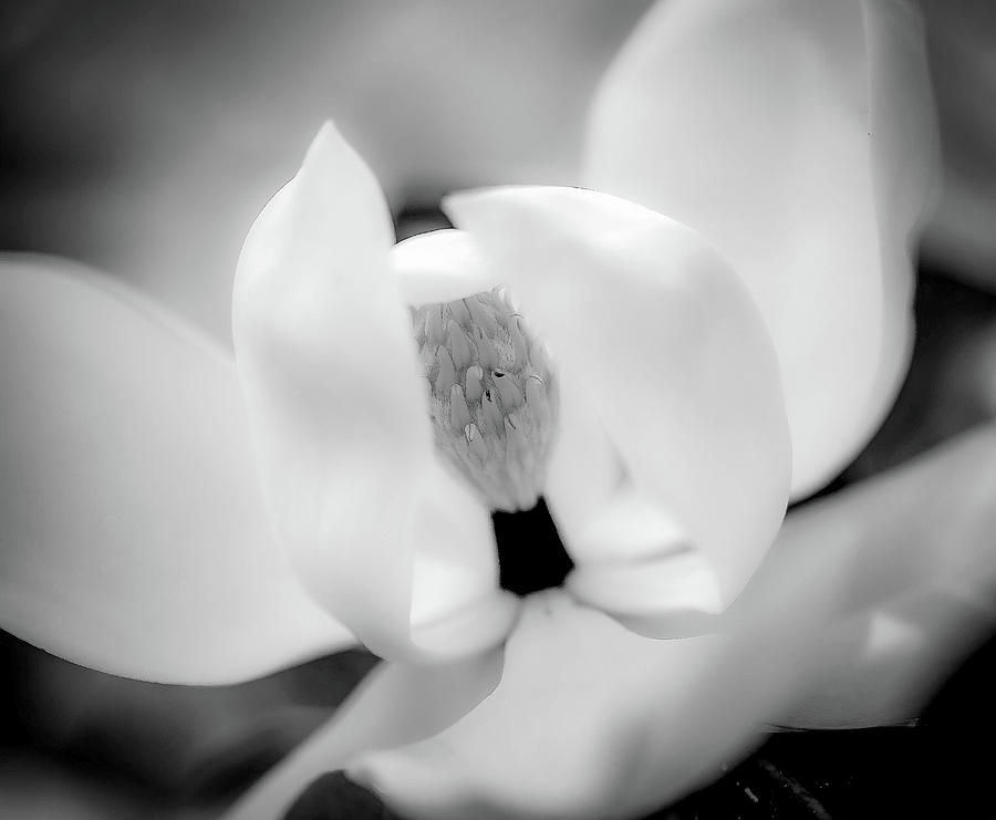 Beautiful Magnolia Bloom  Photograph by Debra Kewley