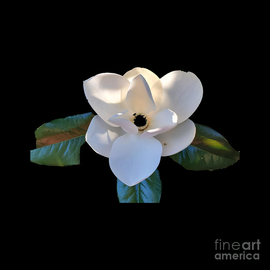 Magnolia Bloom Photograph
