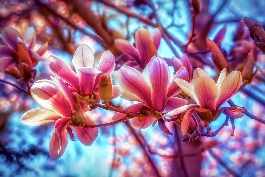 Magnolia bloom Photograph by Lilia S