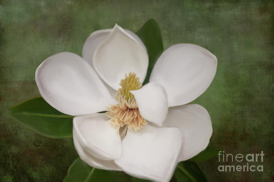 Magnolia Bloom Digital Art by Linda Blair