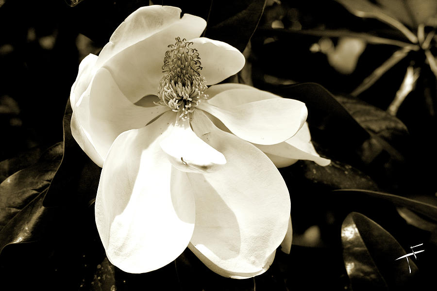 Magnolia Bloom Photograph by Theresa Fairchild