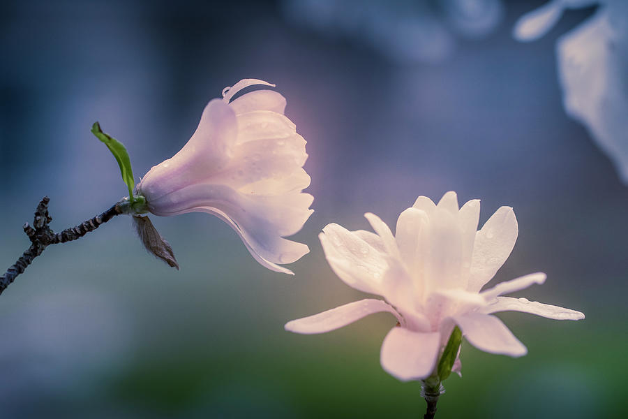Magnolia Blooms Photograph by Allin Sorenson