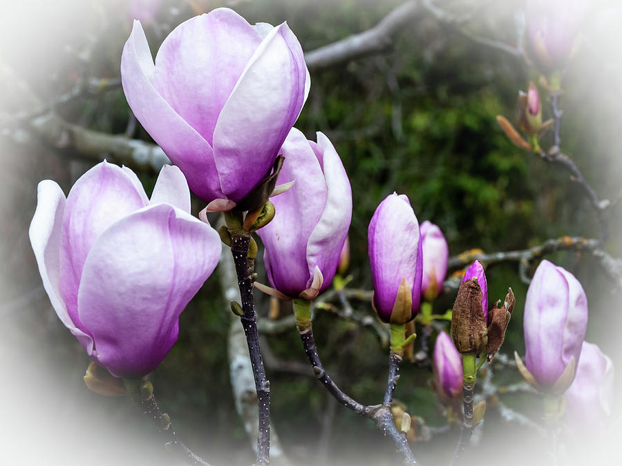 Magnolia blooms Photograph by Fran Woods