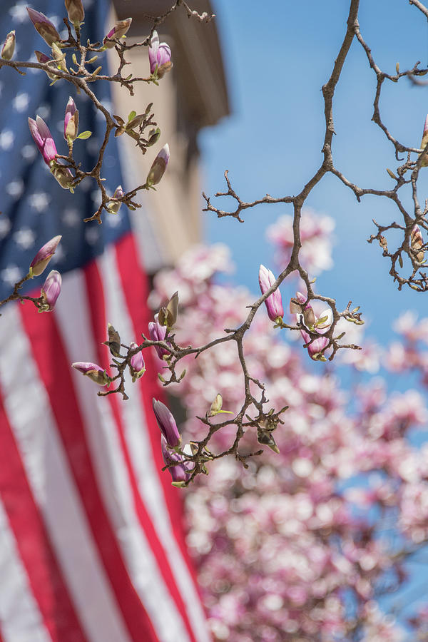 Magnolia Blooms over Flag Photograph by Sally Cooper