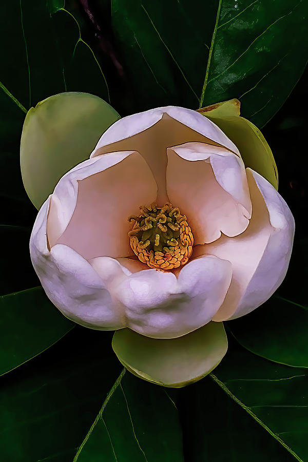 Magnolia Blosom Photograph by Skip Tribby