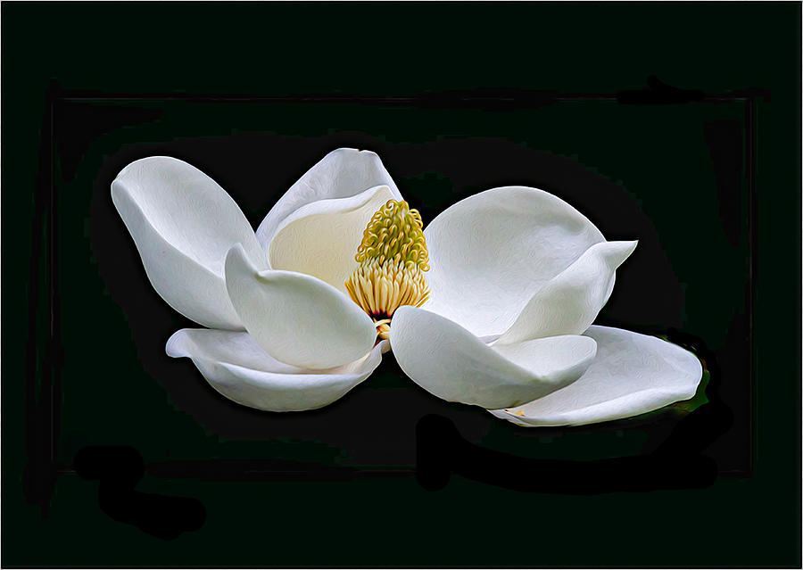 Magnolia Blossom 01 OP Photograph by Jim Dollar