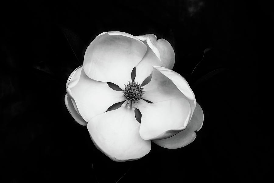 Magnolia Movie Photograph - Magnolia Blossom 1 by Connie Carr