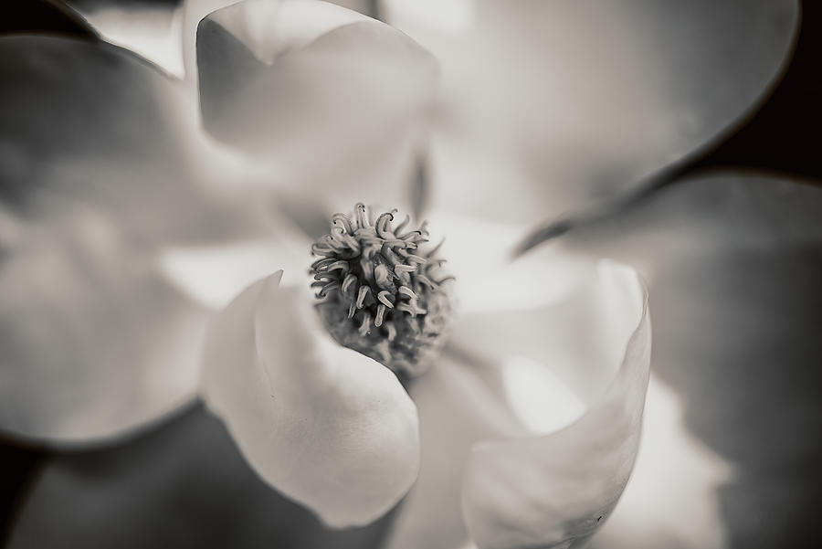 Magnolia Movie Photograph - Magnolia Blossom 10 by Connie Carr