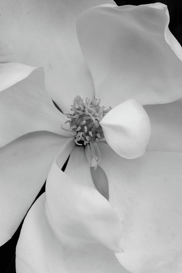 Magnolia Movie Photograph - Magnolia Blossom 11 by Connie Carr